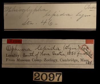 Media type: image;   Invertebrate Zoology OPH-631 Description: Handwritten labels for this specimen included in the specimen tray.;  Aspect: labels